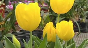 Flowers at Vickery Wholesale Greenhouse