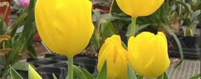 Flowers at Vickery Wholesale Greenhouse